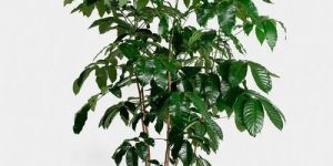 Green Mahogany Plant