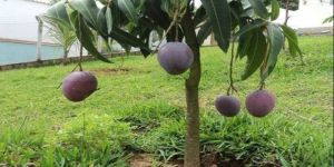 Miyazaki Mango Plant