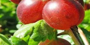 Red Amla Fruit Plant