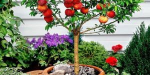 Red Water Apple Plant