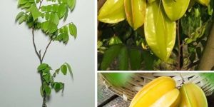 Star Fruit Plant