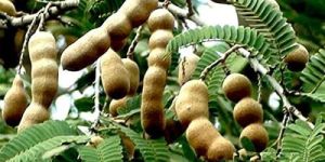 Sweet Tamarind Plant