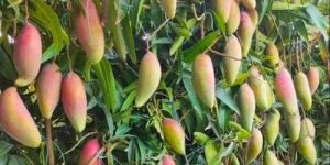 Thai Banana Mango Plant