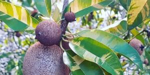 Variegated Chikoo Plant