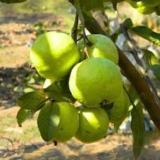 Vnr Guava Live Plant