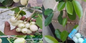 White Jamun Plant