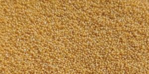 Foxtail Millet