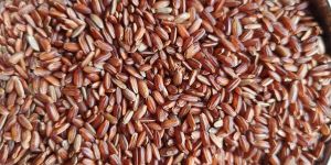 Indian Red Rice