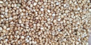 Unpolished Kodo Millet