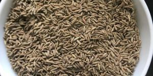 European Quality Cumin Seeds