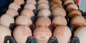 Broiler Hatching Eggs