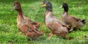 Egg Farming Khaki Campbell Ducklings