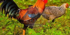 Healthy Sonali Male Chicken