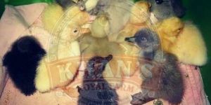 Integrated Farming Indian Runner Ducklings