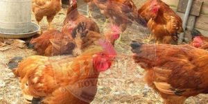 Natural Rearing Sonali Country Chicken