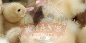 White Pekin Ducklings