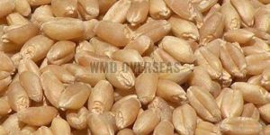 Wheat Seeds
