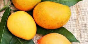 Fresh Yellow Mango
