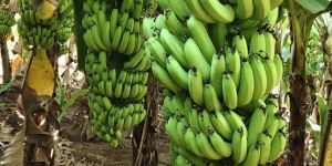 Fresh Banana Fruit