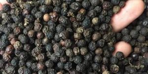 Vietnam Grade Black Pepper Seeds