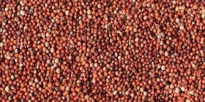 Finger Millet Seeds