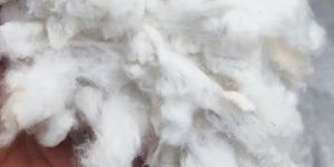 Plain White Organic Cotton.