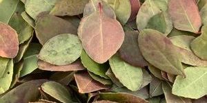 Wintergreen Dry Leaves