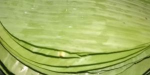 Round Banana Leaf