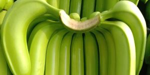 Raw Cavendish Banana