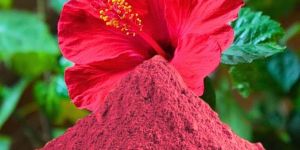 Hibiscus Powder