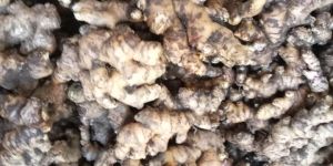 Fresh Ginger Mizoram