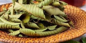 Dry Guava Leaves