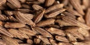 Premium Cumin Seeds