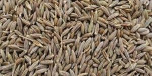 Standard Cumin Seeds