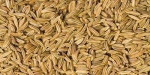 Superior Cumin Seeds