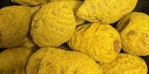 Polished Turmeric Bulb