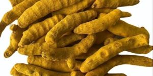Yellow Turmeric Finger