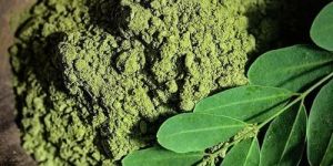 Green Moringa Powder