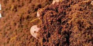 Coir Pith Powder