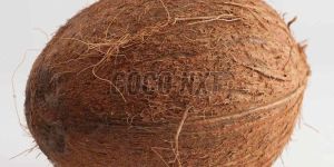 Whole Dehusked Mature Coconut