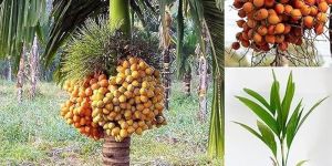 Grafted Areca Nut Plants