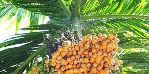 Hybrid Areca Nut Plants