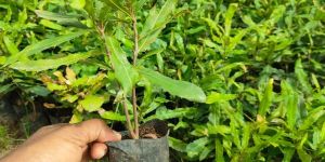 Macadamia Nut Plants