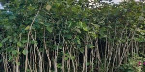 Red Sandalwood Plants