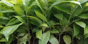 titasopa herbal plants