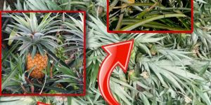 Yellow Pineapple Sucker