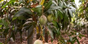 Alphonso Mangoes
