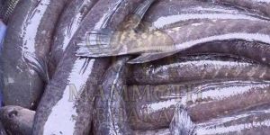 Freshwater Snakehead Murrel Fish