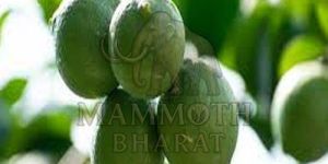 Fresh Zesty Harvest Green Lemon