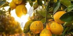 Fresh A Grade Yellow Lemons